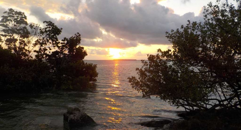 The sun appears low in the sky above the ocean. The silhouette of trees are in the foreground. 